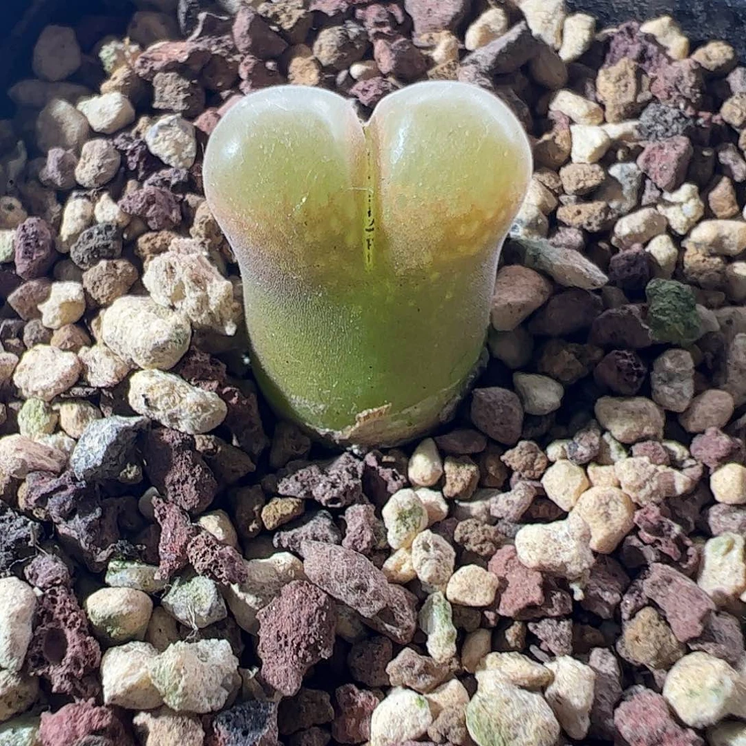 0000832一物一拍脱土发