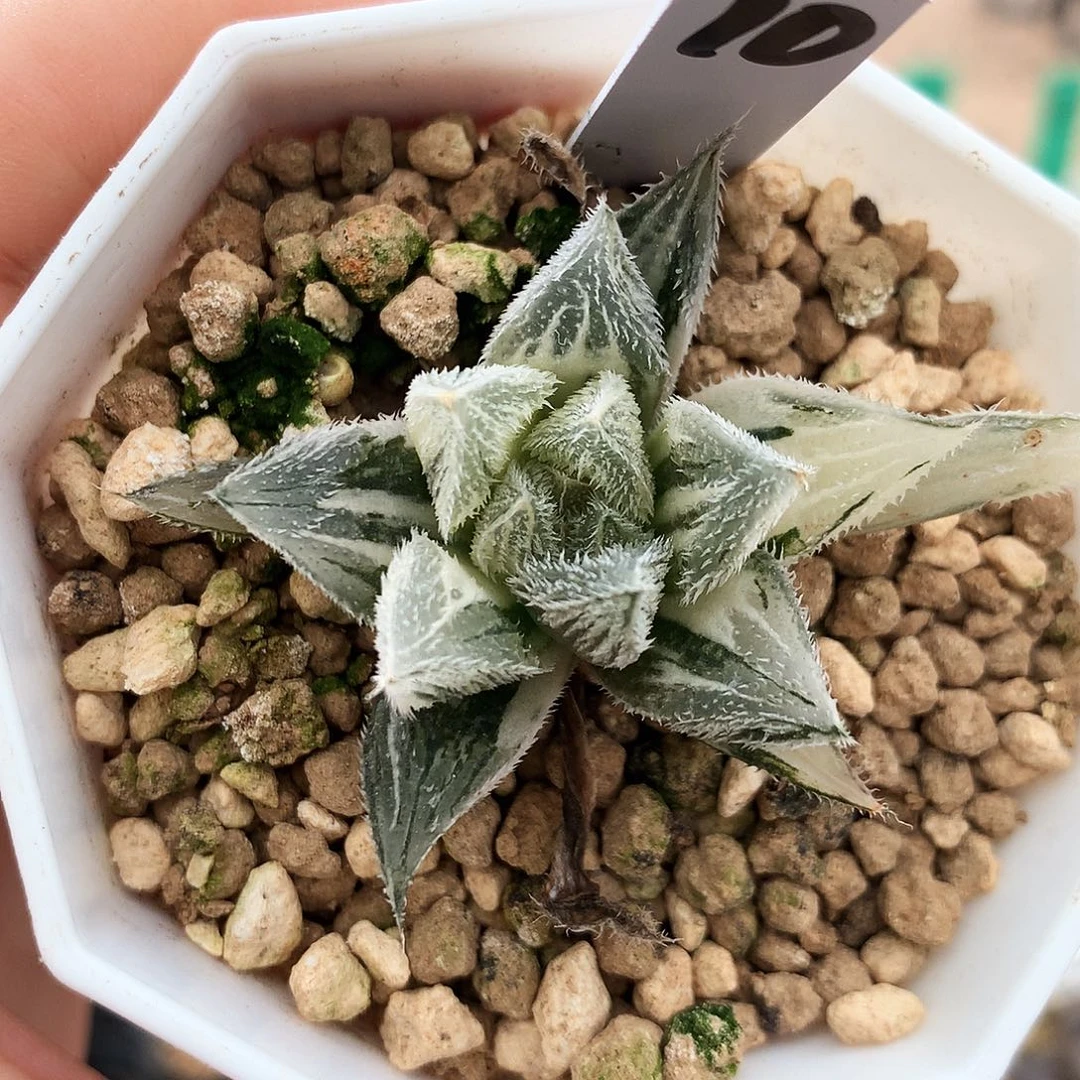 绘卷锦，10号，一物一拍