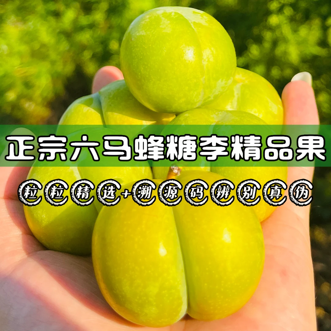 【福利尝鲜李子正宗六马蜂糖李】原产地发货加产地溯源码新鲜汁多肉