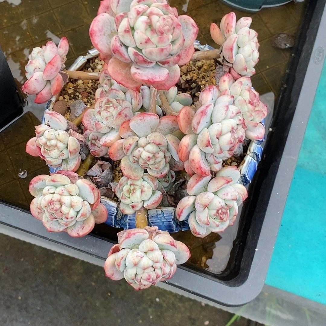 1166多肉植物老桩