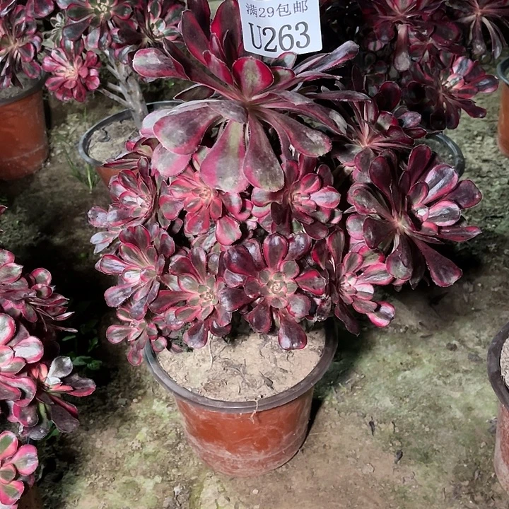 263丽娜多肉植物
