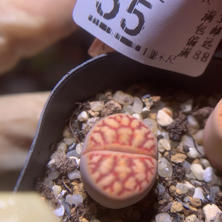 精品生石花27.55