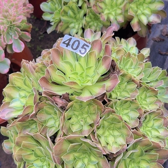 独***吧多肉植物一个少华