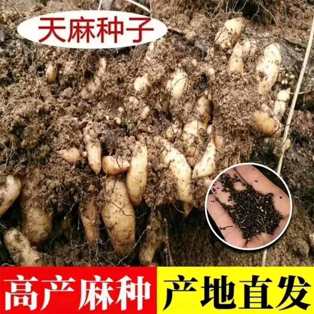 【天麻种子】1秋冬种植抗病高产适合家庭阳台种植