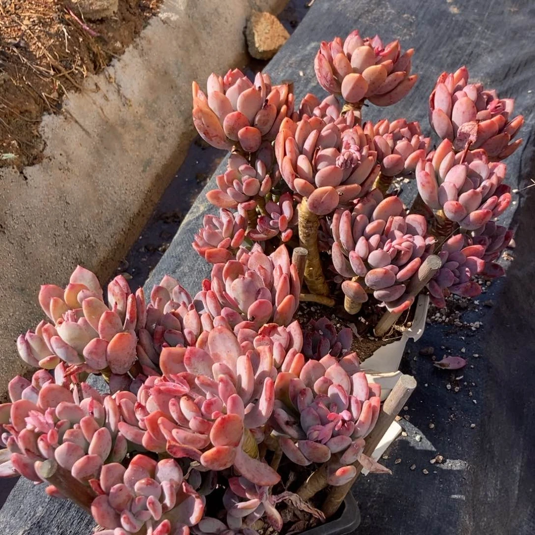 大灰姑娘有状态随机发货老桩