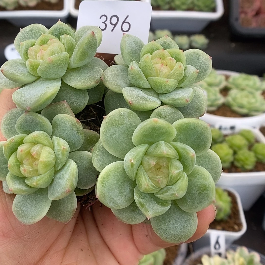 一物一拍一物一拍912-396