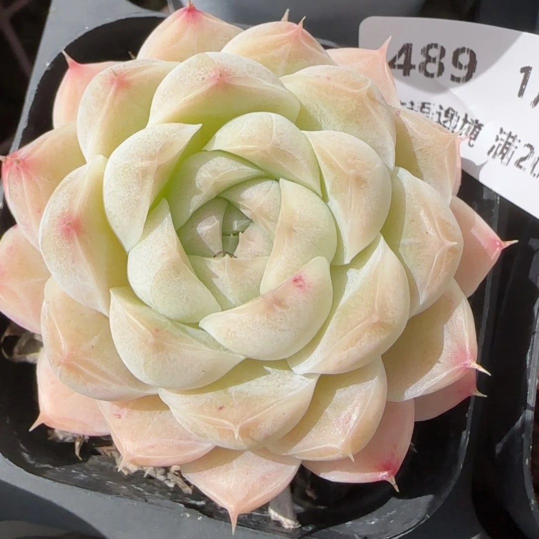 花语逸镜0131-489