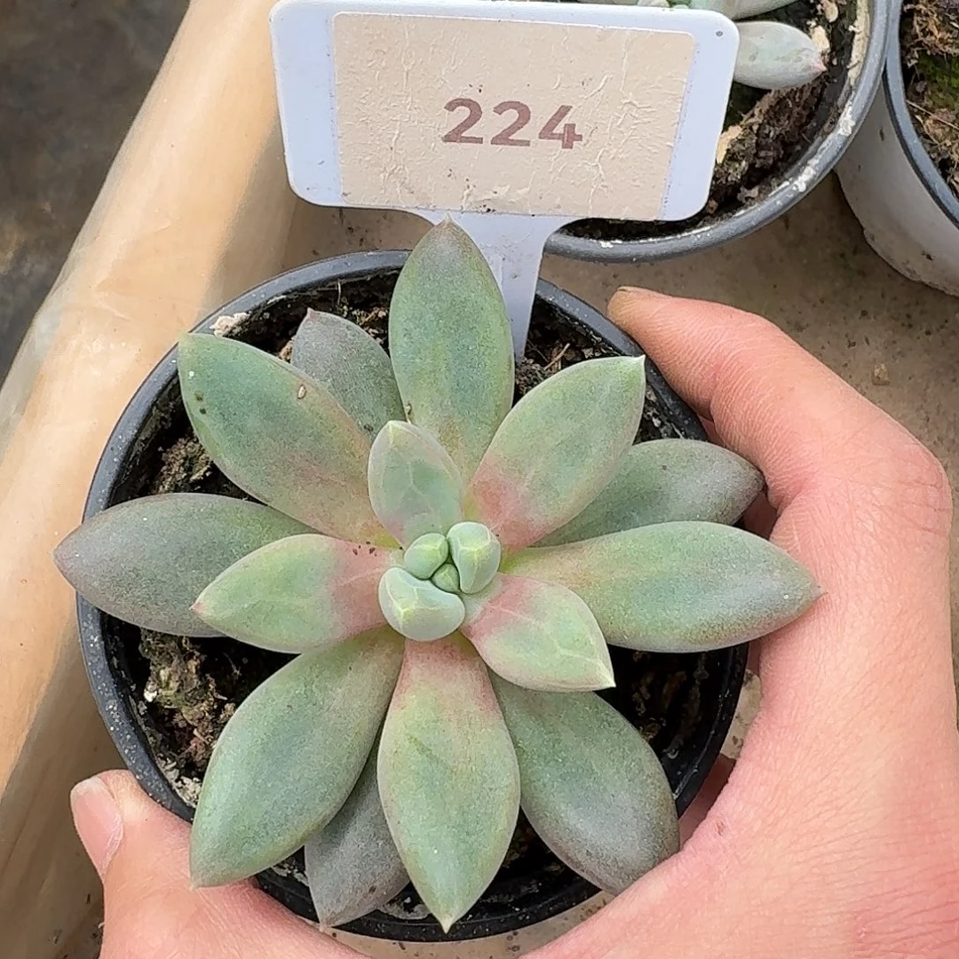 红体哥特萝莉123456789101112
