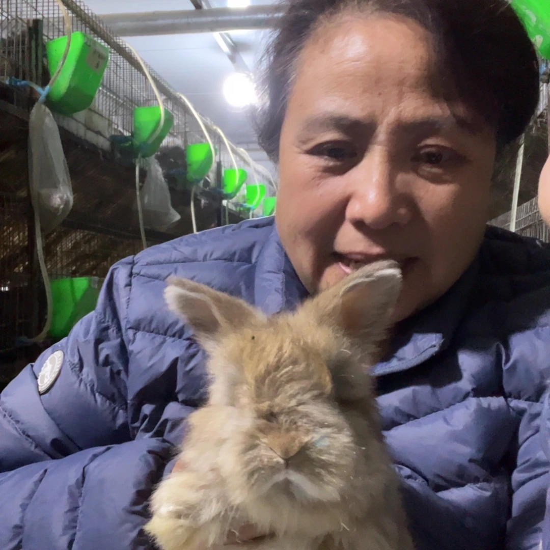 英系安哥拉宠物兔子