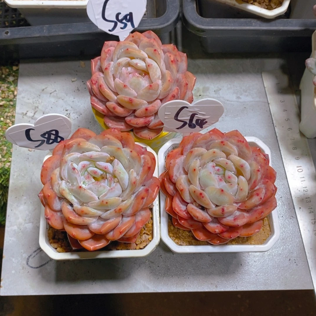 歸****雪天使单头3颗