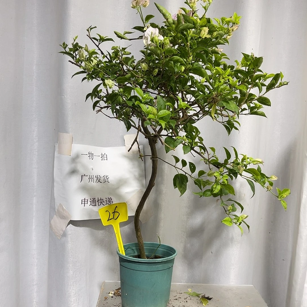 当前无花栽培后可以开花26苹果花扦插