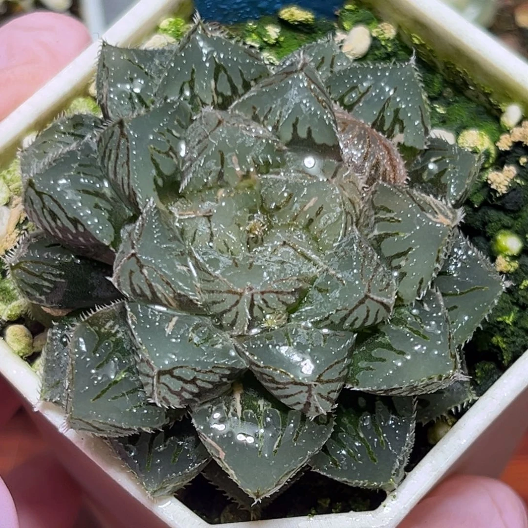 恭喜发财大吉大利0340