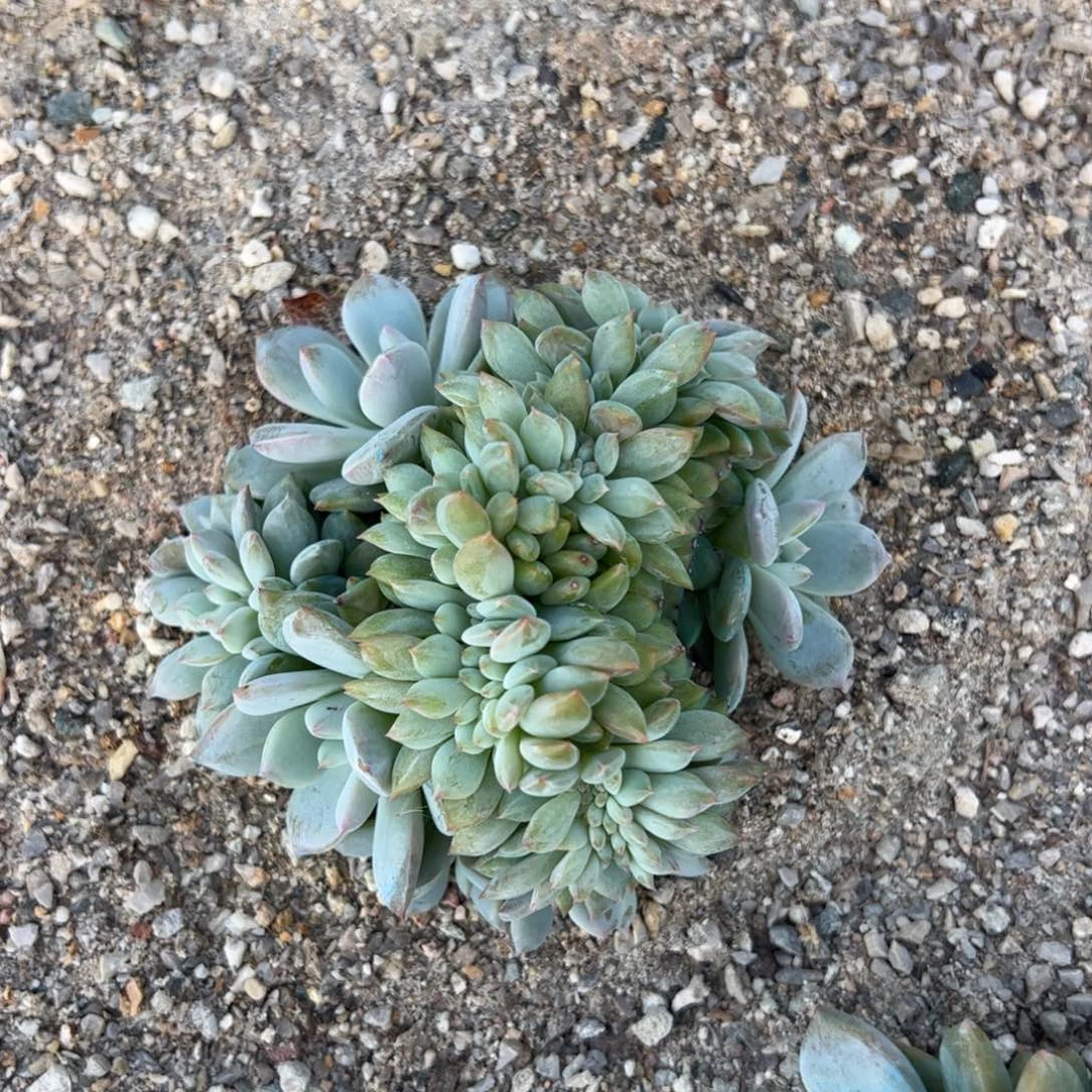 16号实价：128喜欢扣主播改价格哦