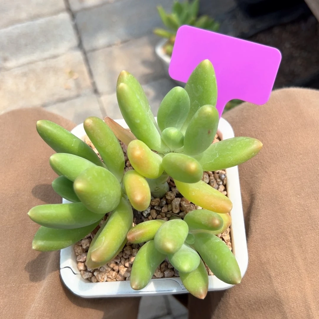 无花朵金蝉111111111