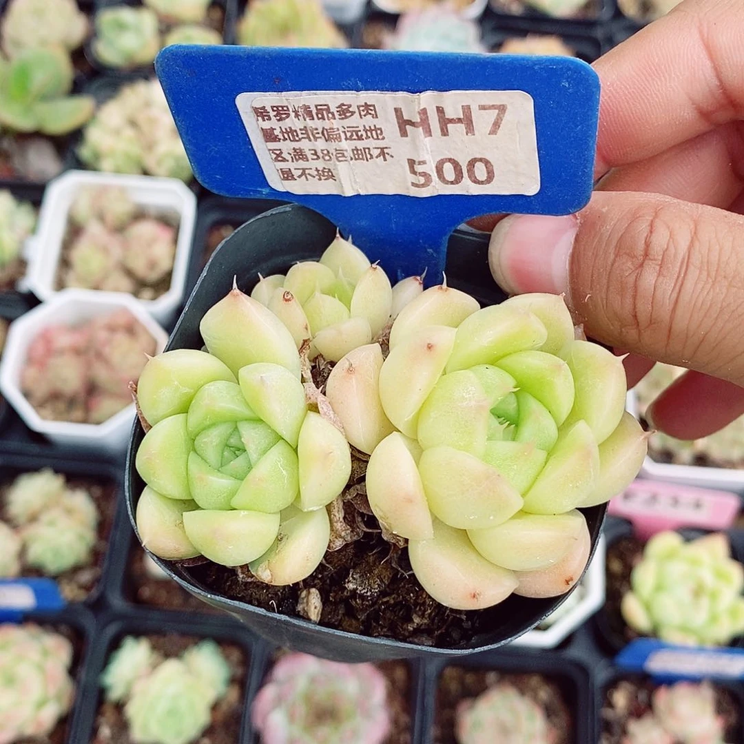 麦秆6cm多肉植物