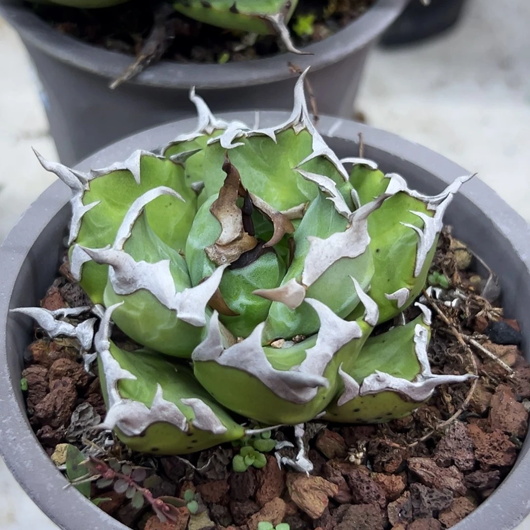 沪***）姬仁一物一拍偏远不包邮不退不换