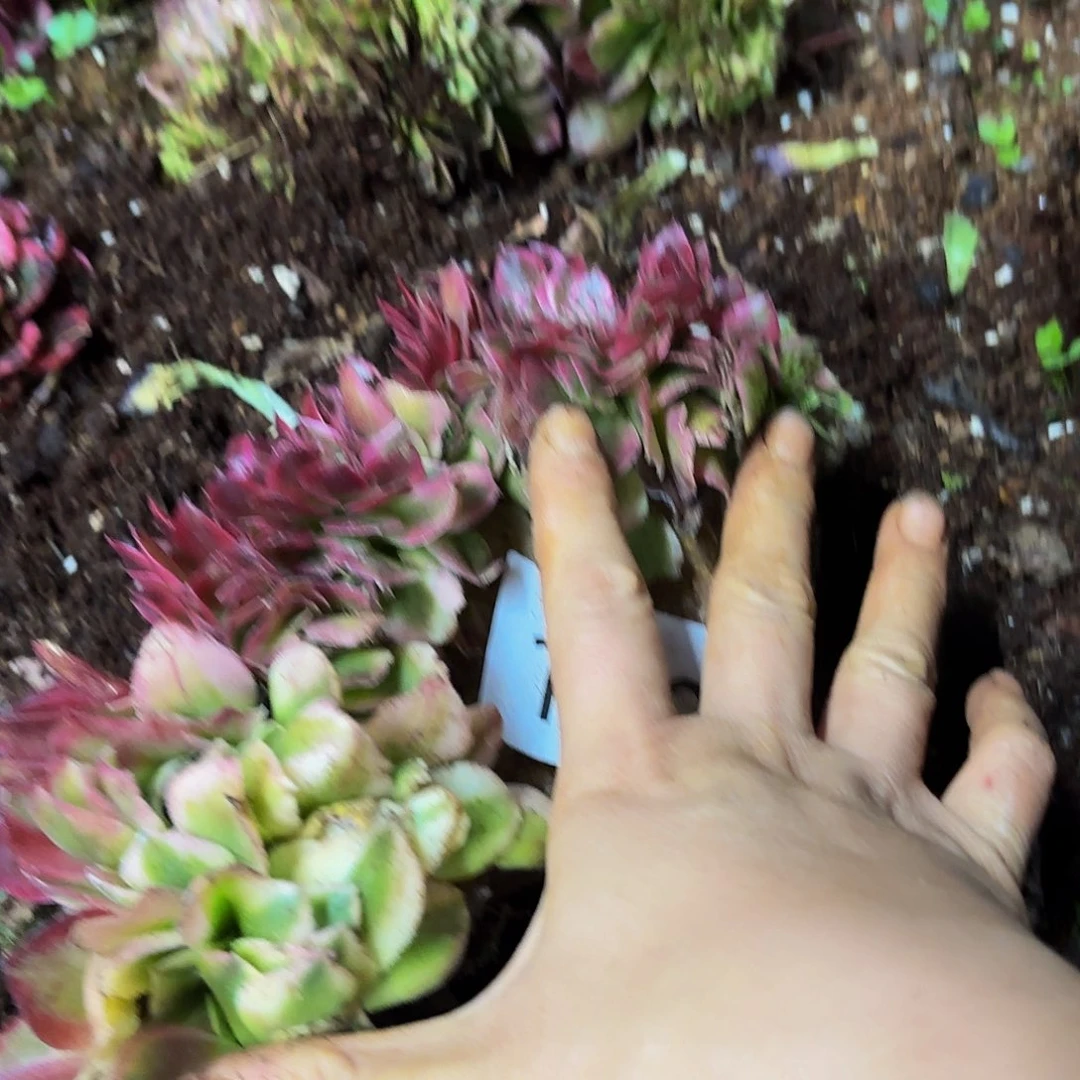 多肉植物福利138