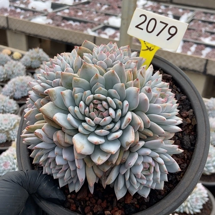 2079。          星星橙