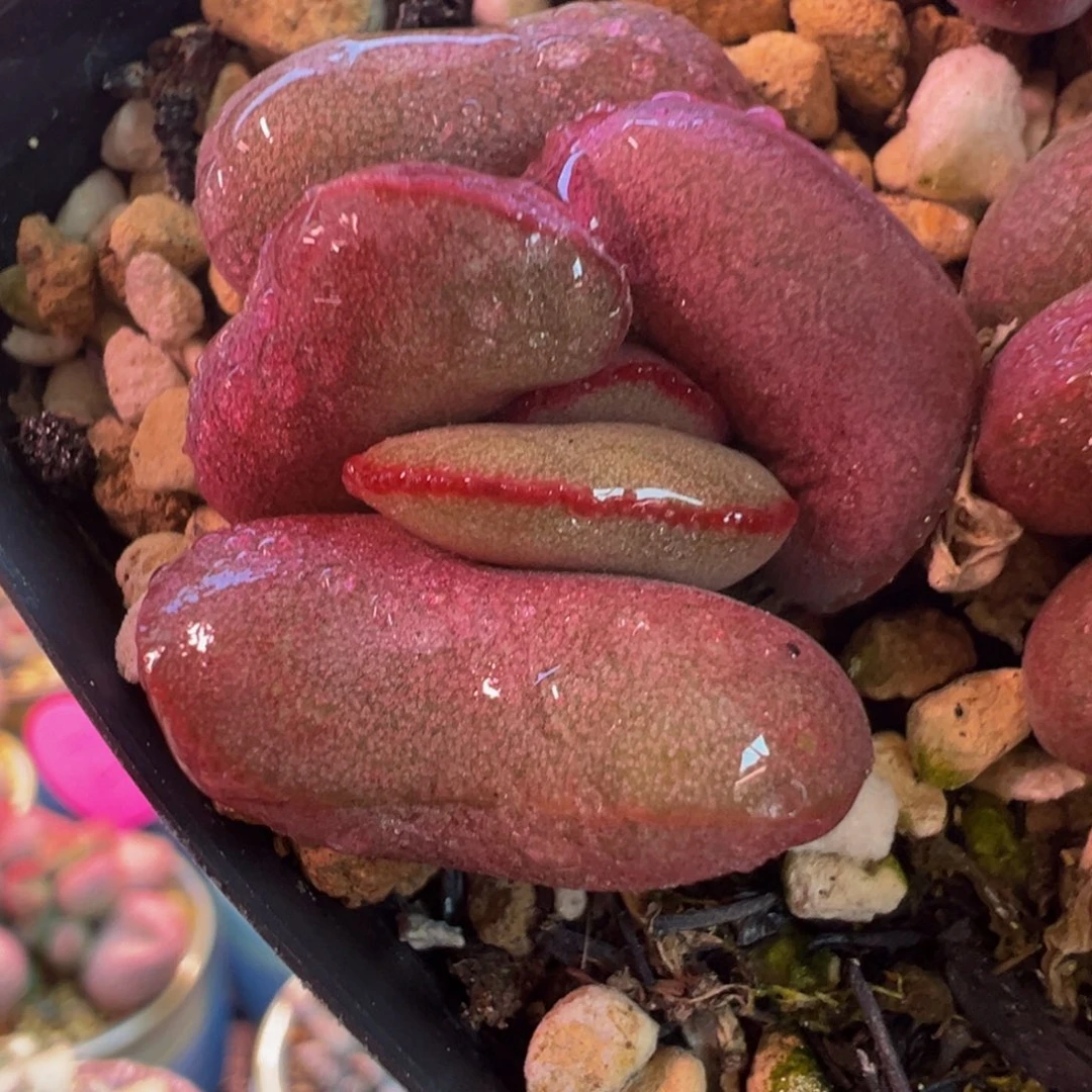 一物一拍，感谢支持