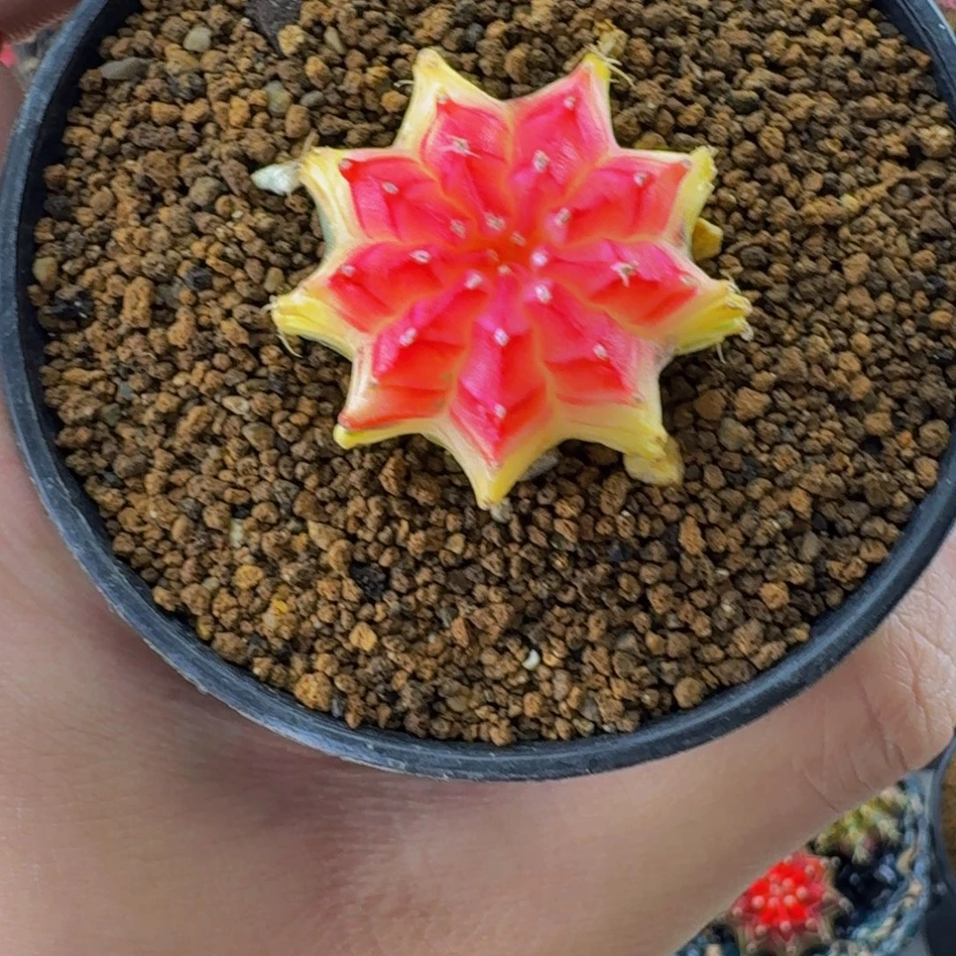 米哈星球0000000003