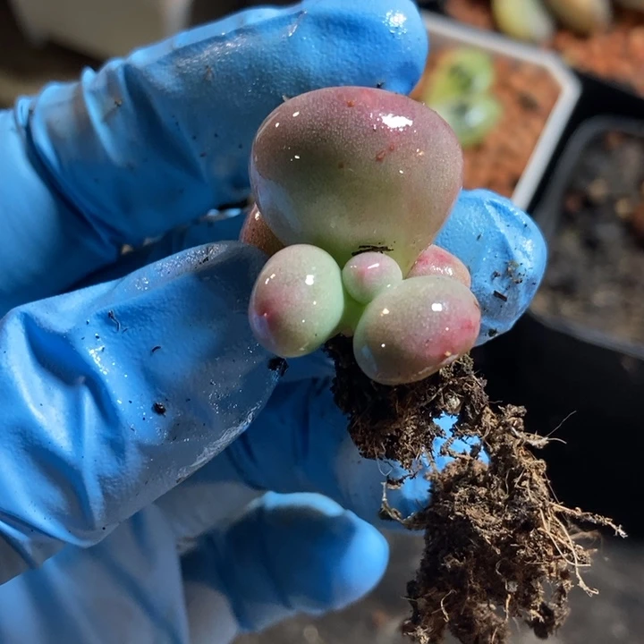 玲*米可奶酪锦多肉植物