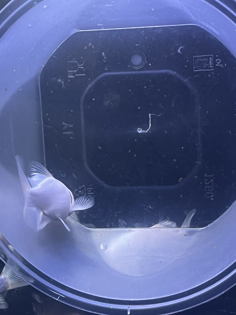 运费差价 红色蝴蝶鲤