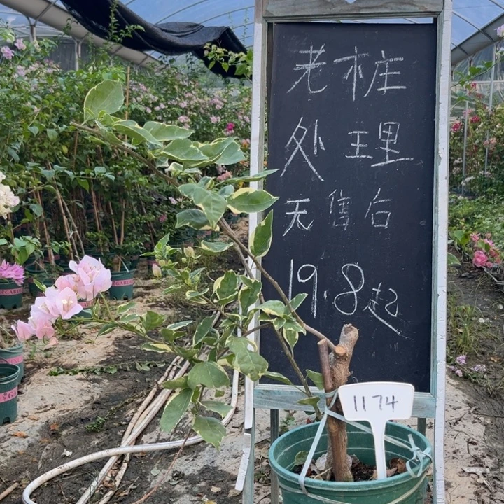 无花朵三角梅三角梅1174