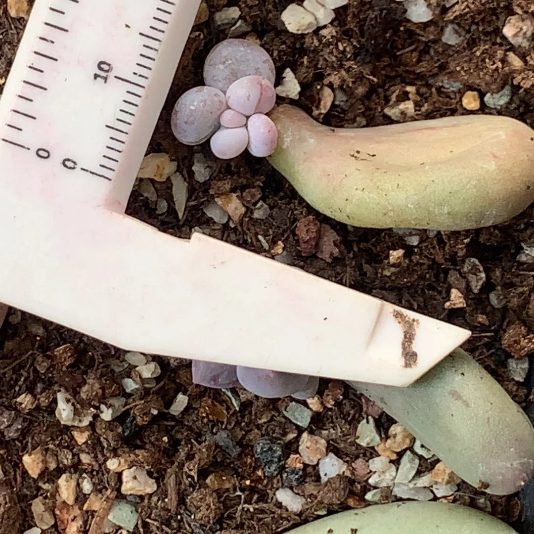 黄油油煎奶酪 精品韩国奶酪多肉