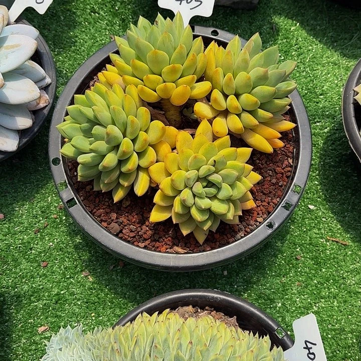 阿***礼丽娟花卉黄体象牙403