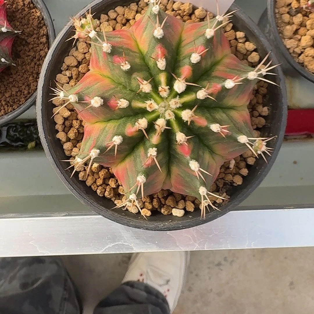 L223-1225广东发货 探索者