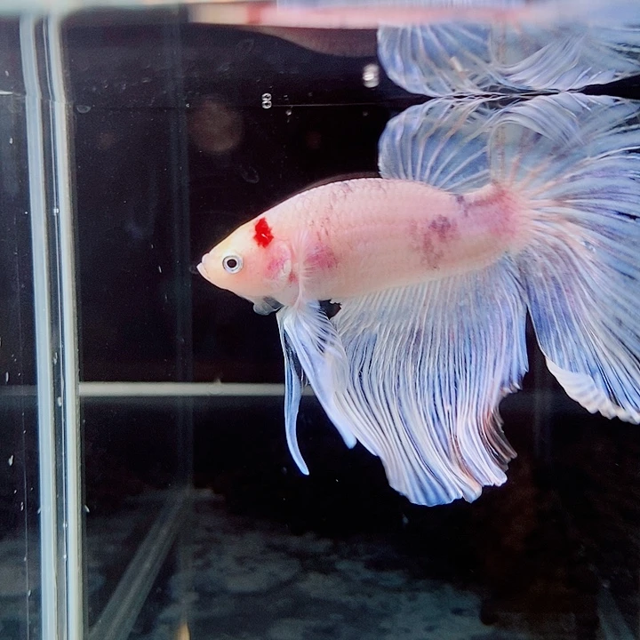 斗鱼黑306号巨斗半月