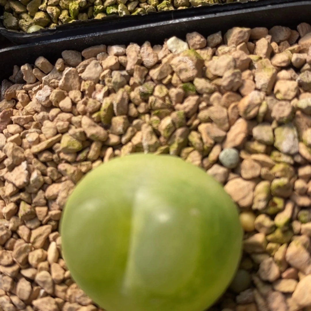 茳**姐930一组拉登一组