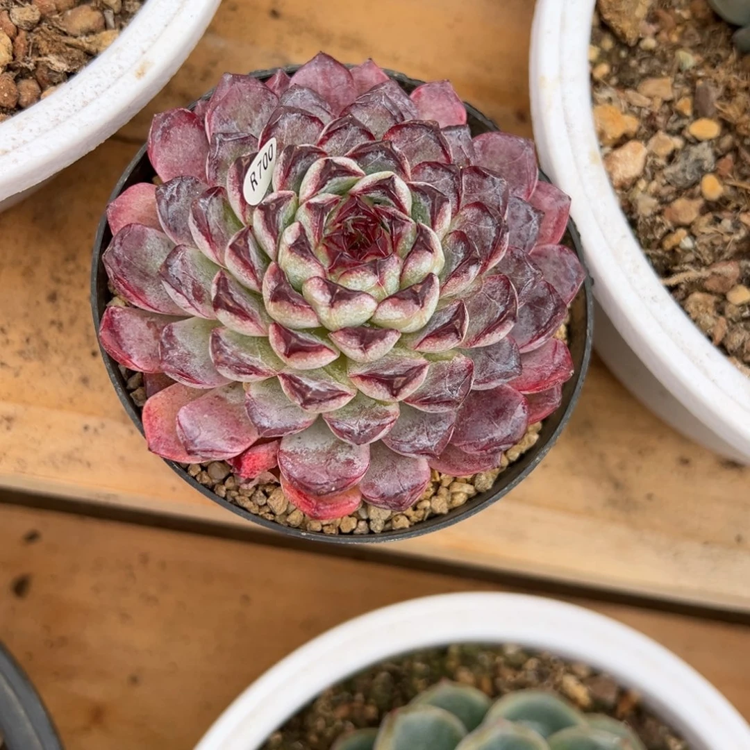 蓝莓挞 单头 夏鸣园艺