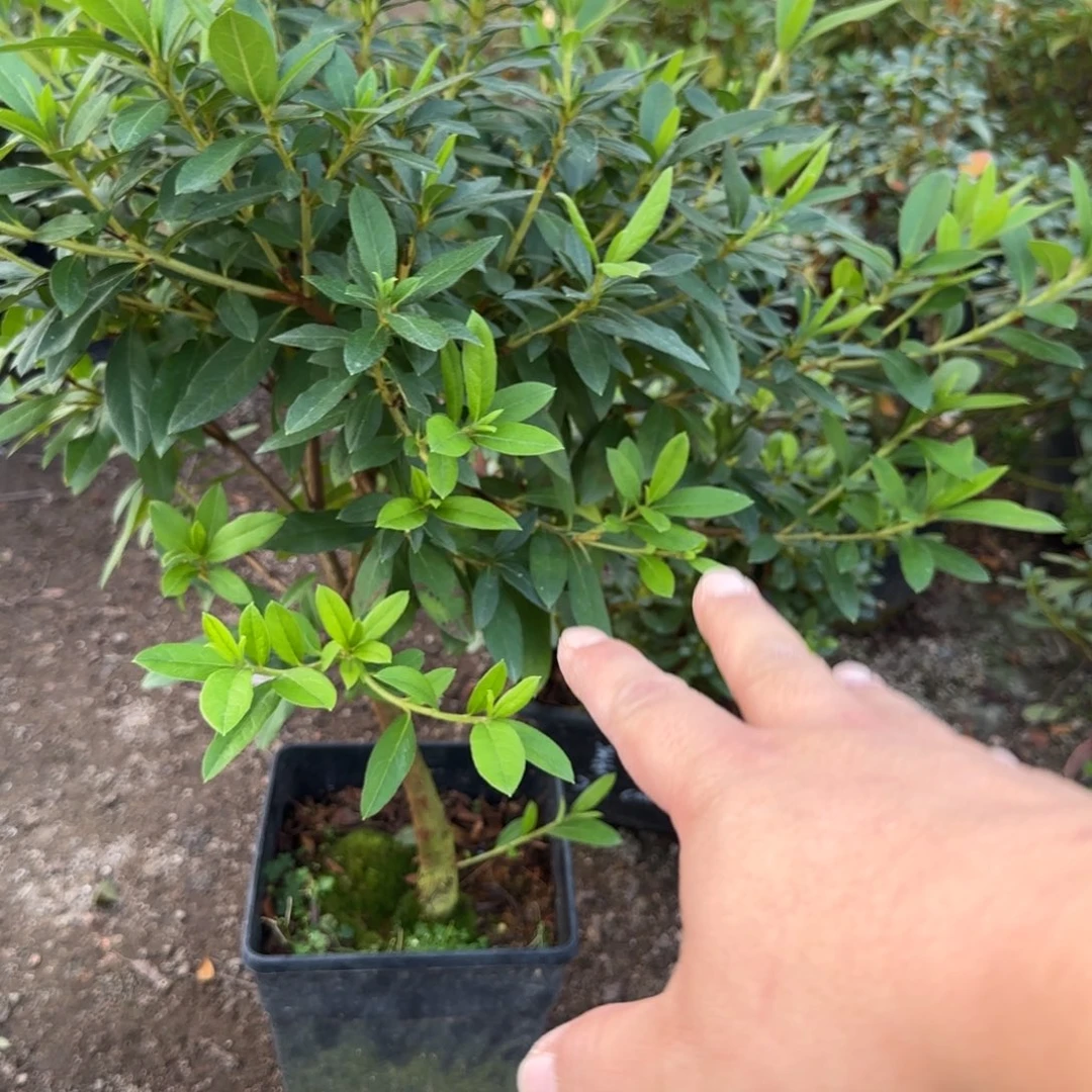鸡***官完全开放千重大粉 绯碧朱砂