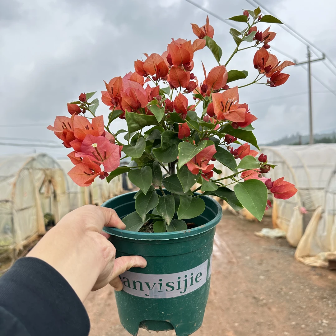 【不甜西瓜  日落】超勤花稀有三角梅带花盆栽可地栽原盆原土有根系