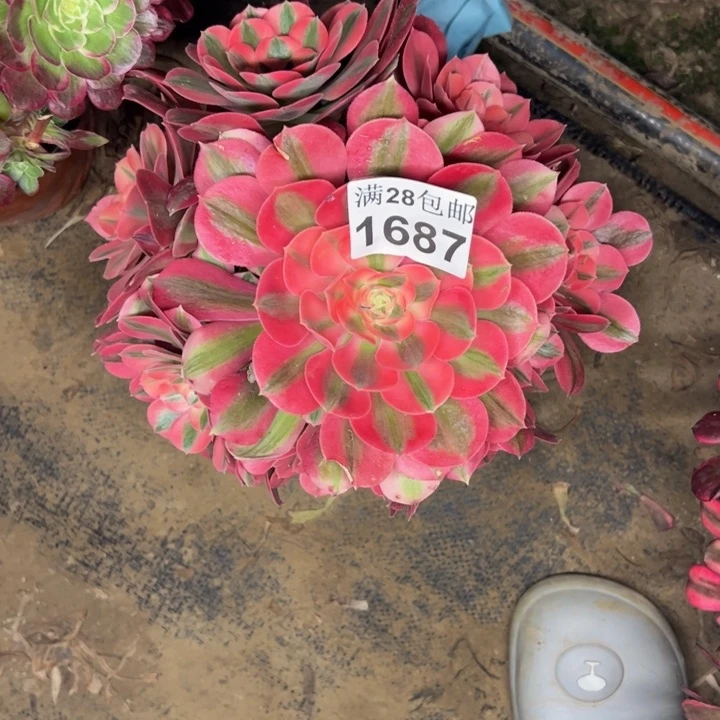 1687女巫多肉植物