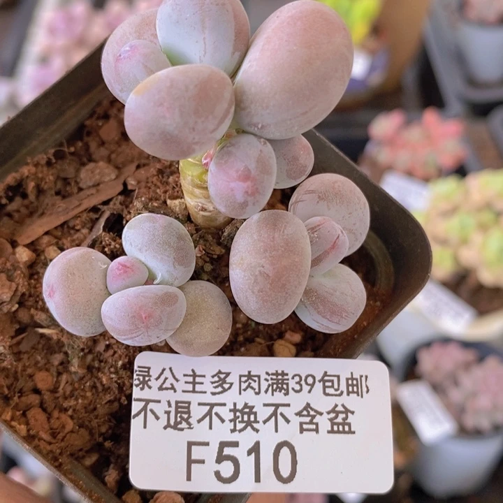 蛋黄奶5cm510多肉植物