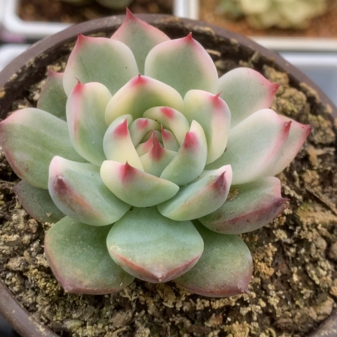 653锦锦锦锦锦锦锦锦