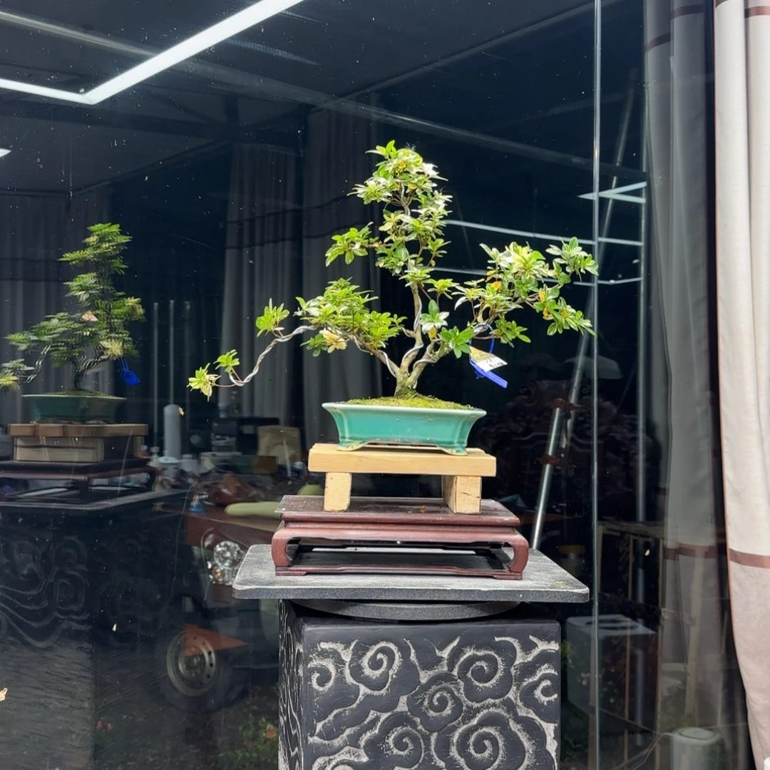 无花朵赵*二花卉苗木花卉1652