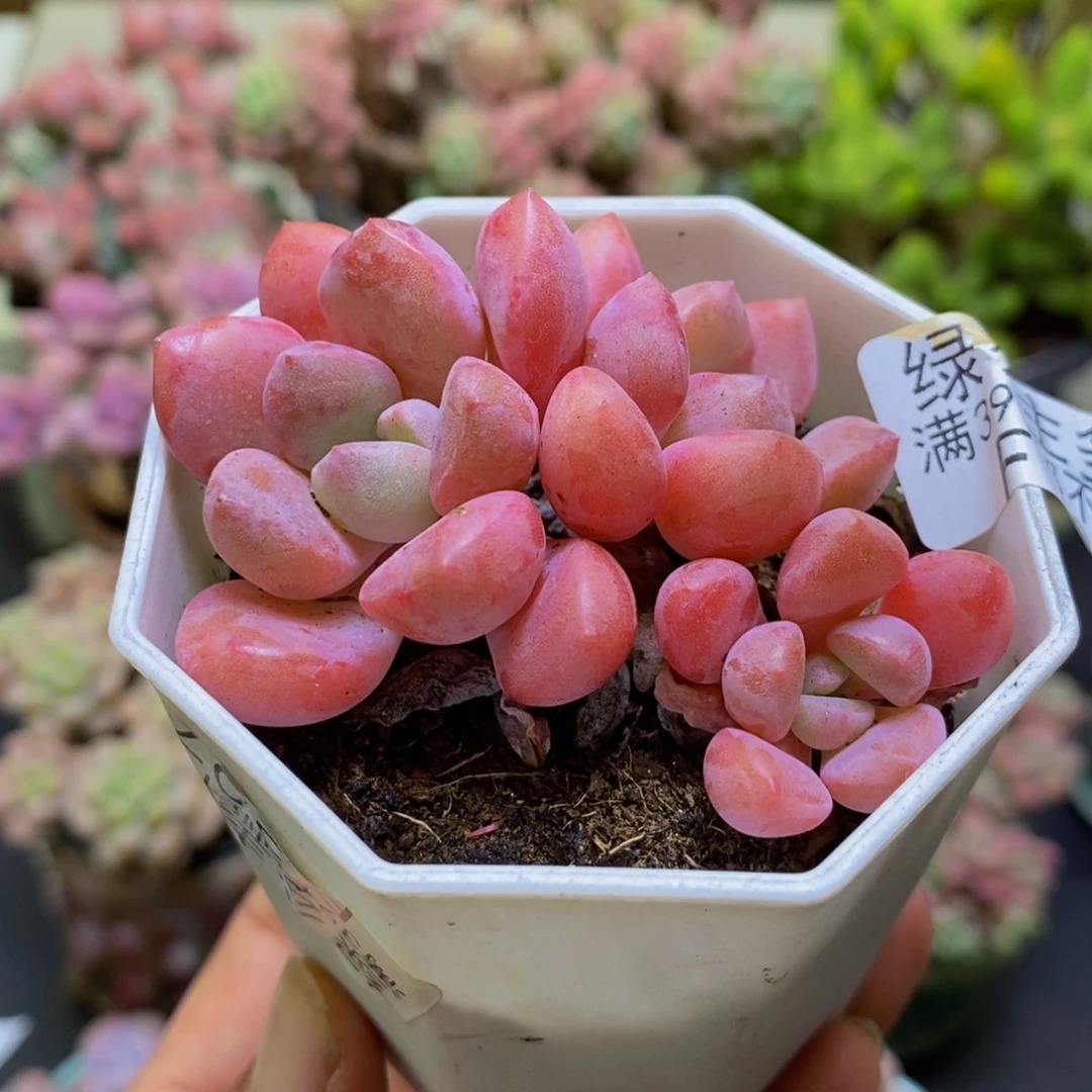 191粉桃花6cm多肉