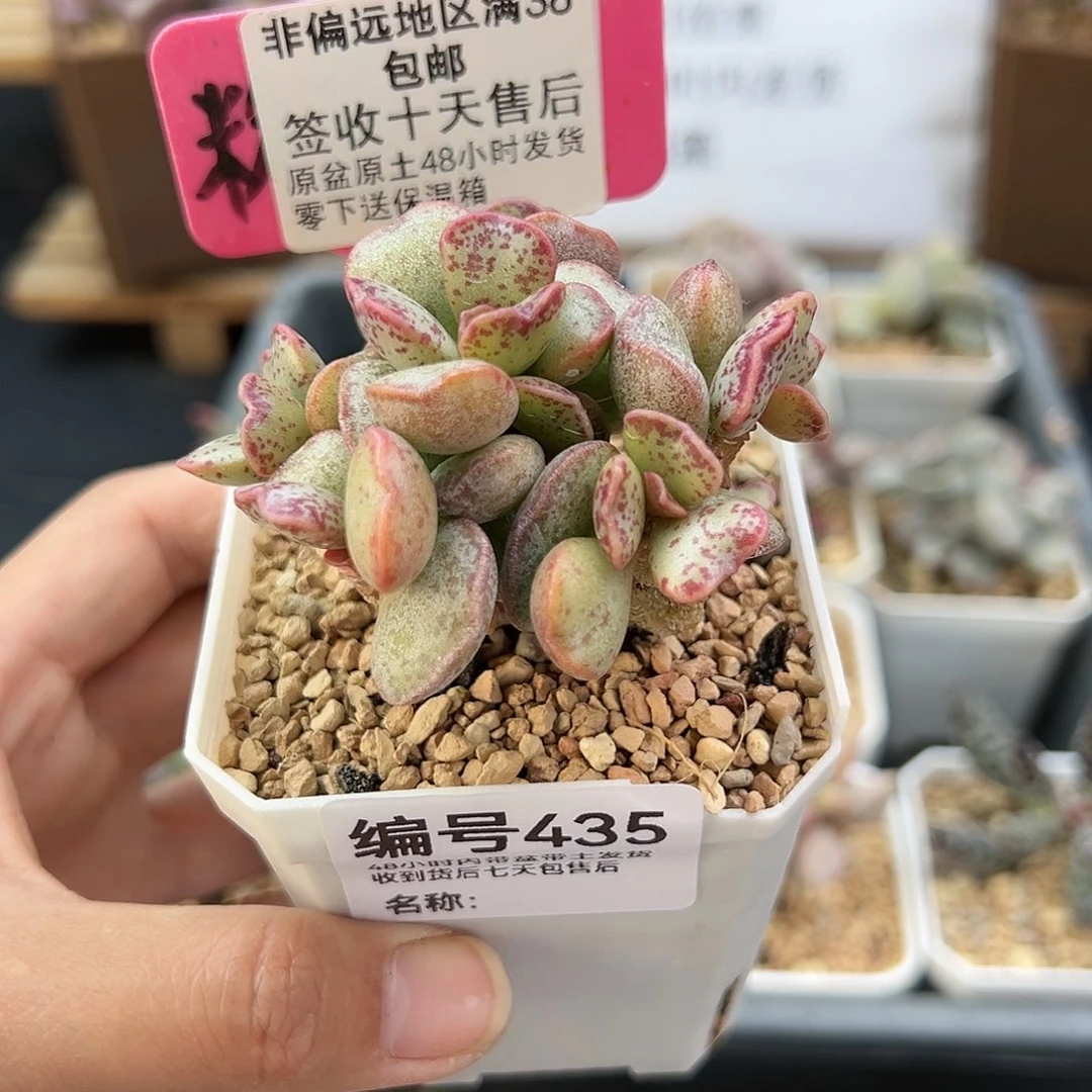 @*@435爱心蛋糕锦换个盆多肉