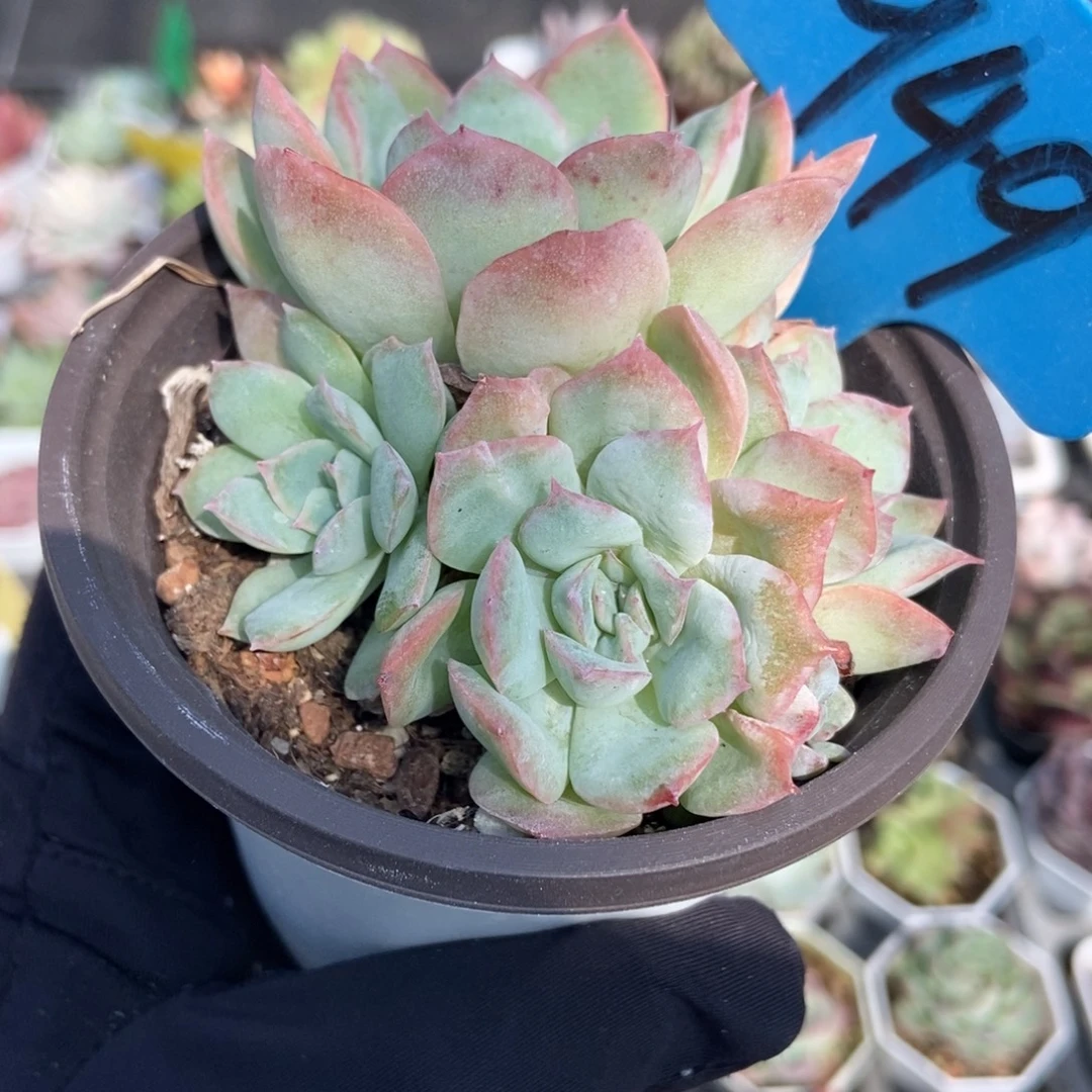 949泡泡纱多肉植物多肉