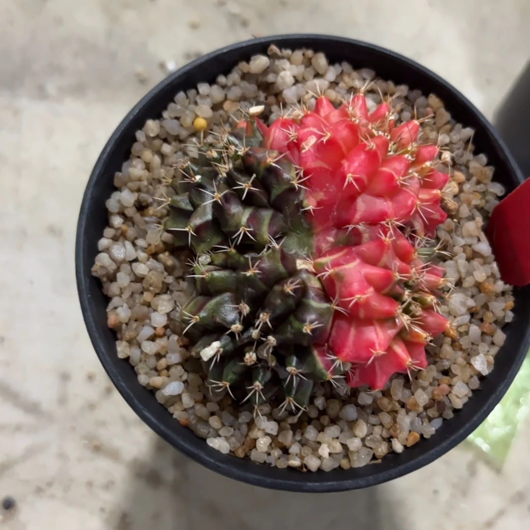 L704-1212泰国发货