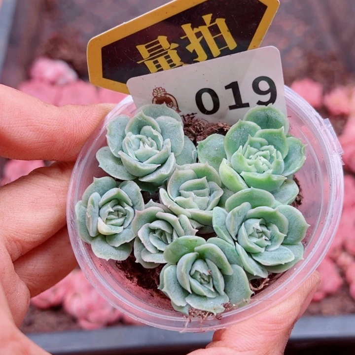 多肉植物多肉植物