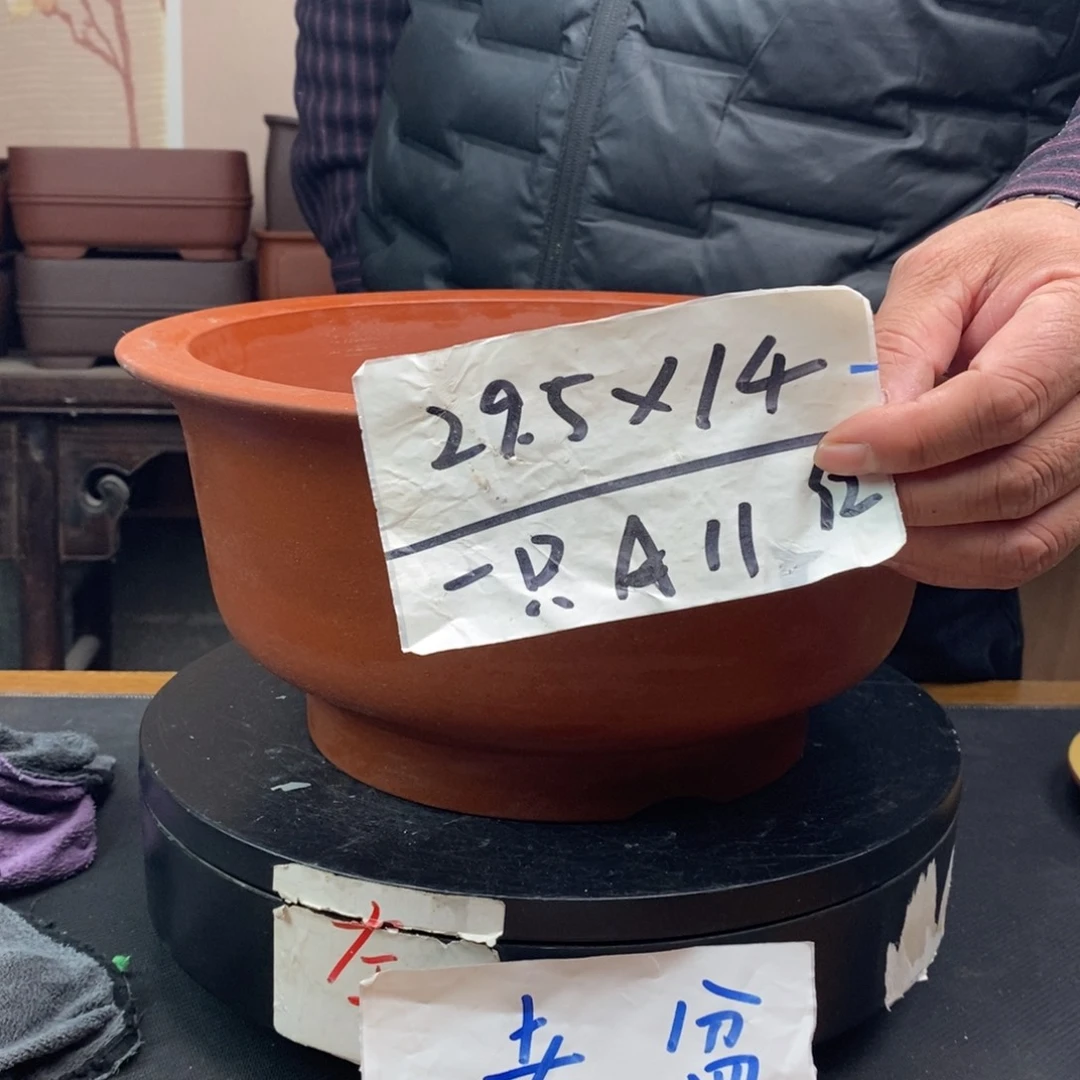 红陶A11 货号一只