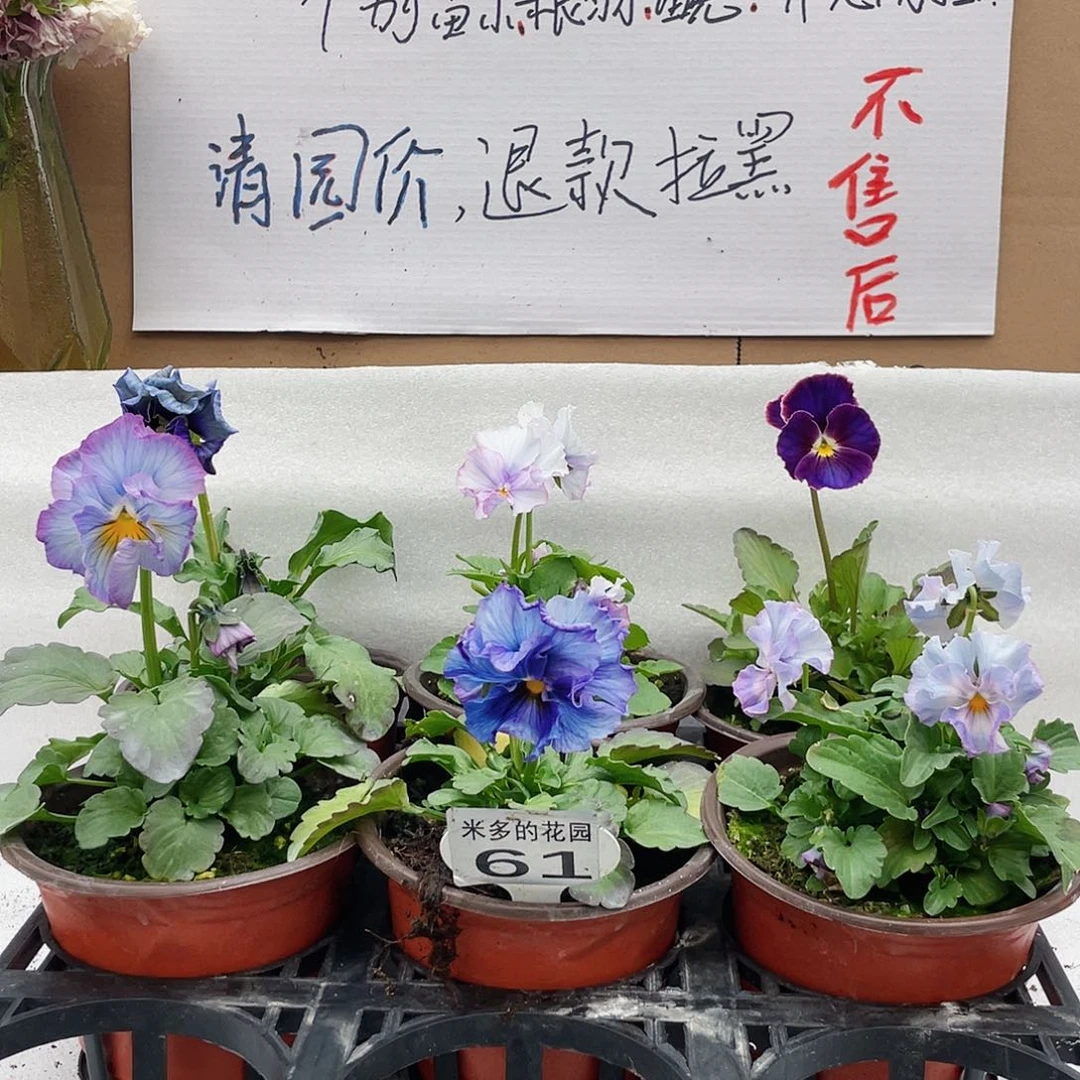 大部分花苞少量开放61