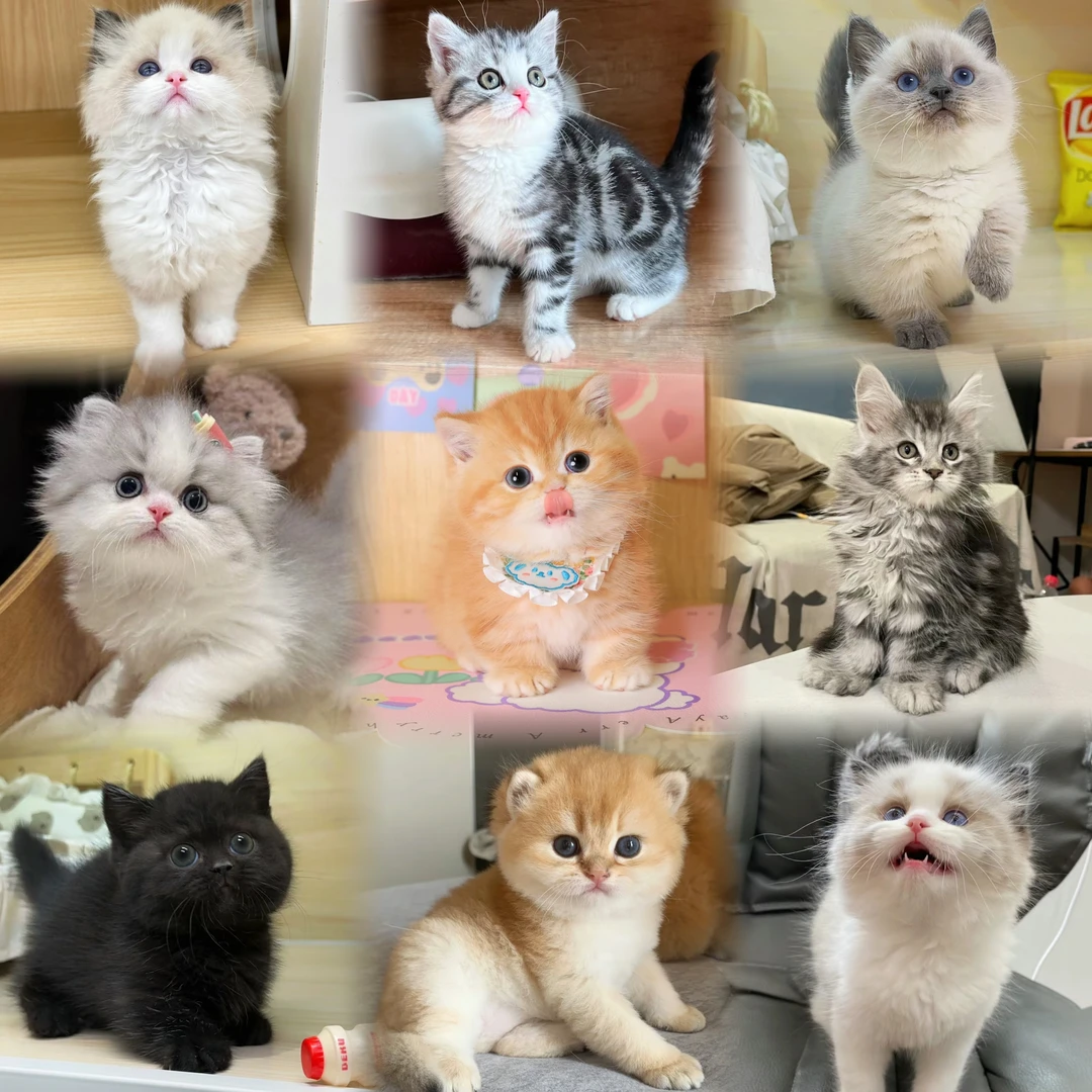 【喵小爷萌宠基地】全品种精品宠物猫专属链接