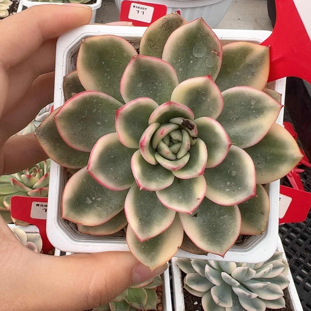 5号蔚蓝锦多肉植物