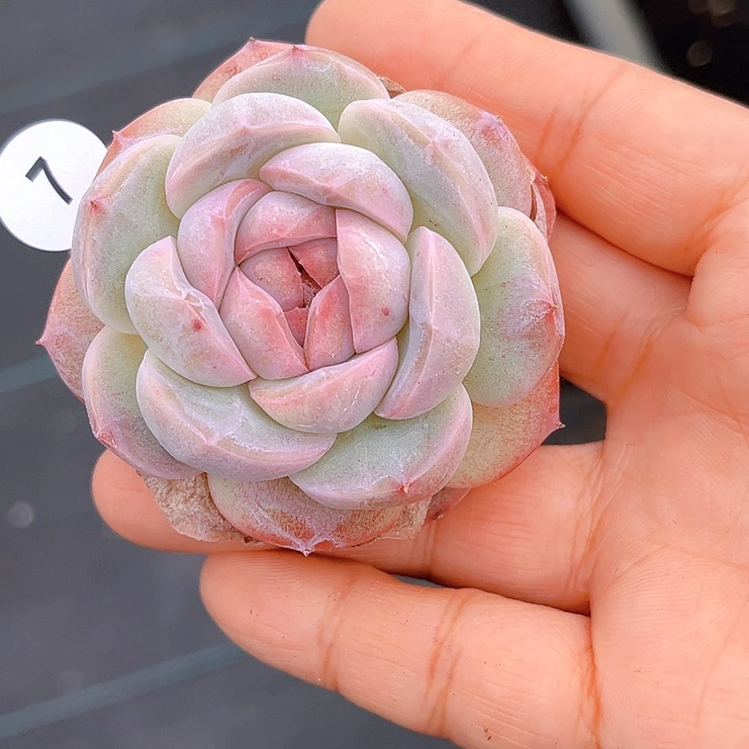 007 新品珍妮 满18包邮