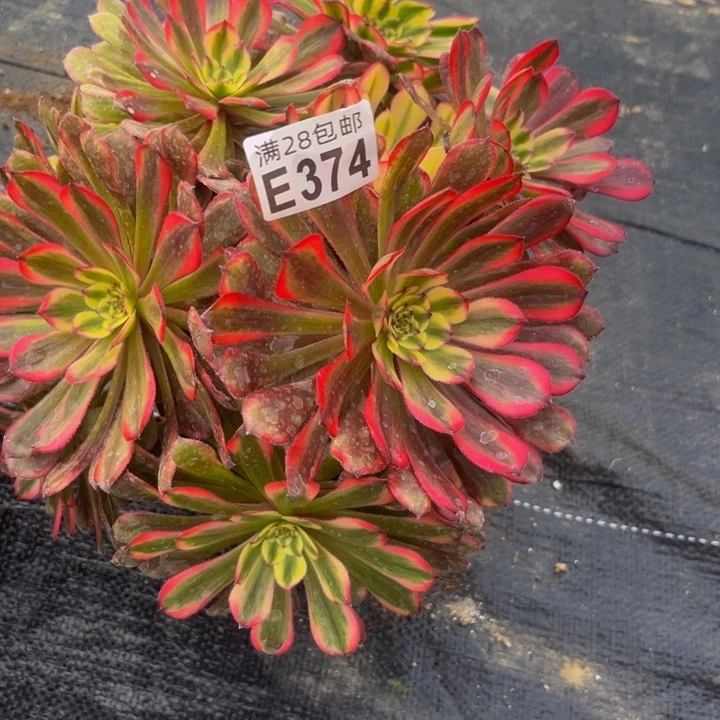 374多肉植物一物一拍